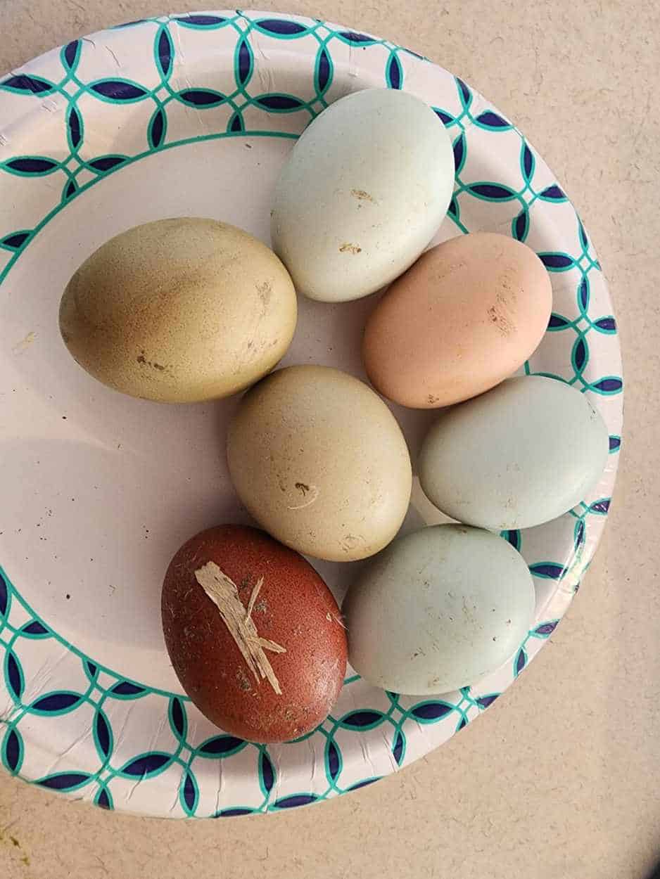 Unwashed farm fresh eggs