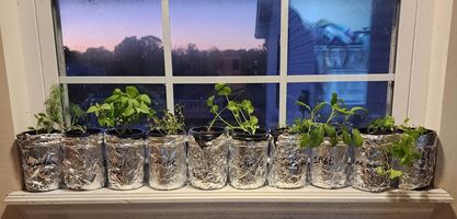 window sill herb garden