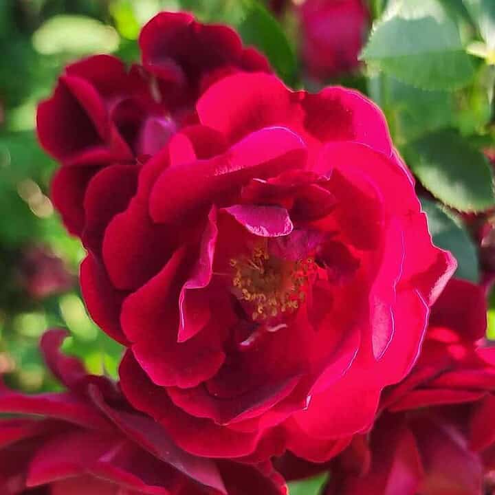 Rose blossoms