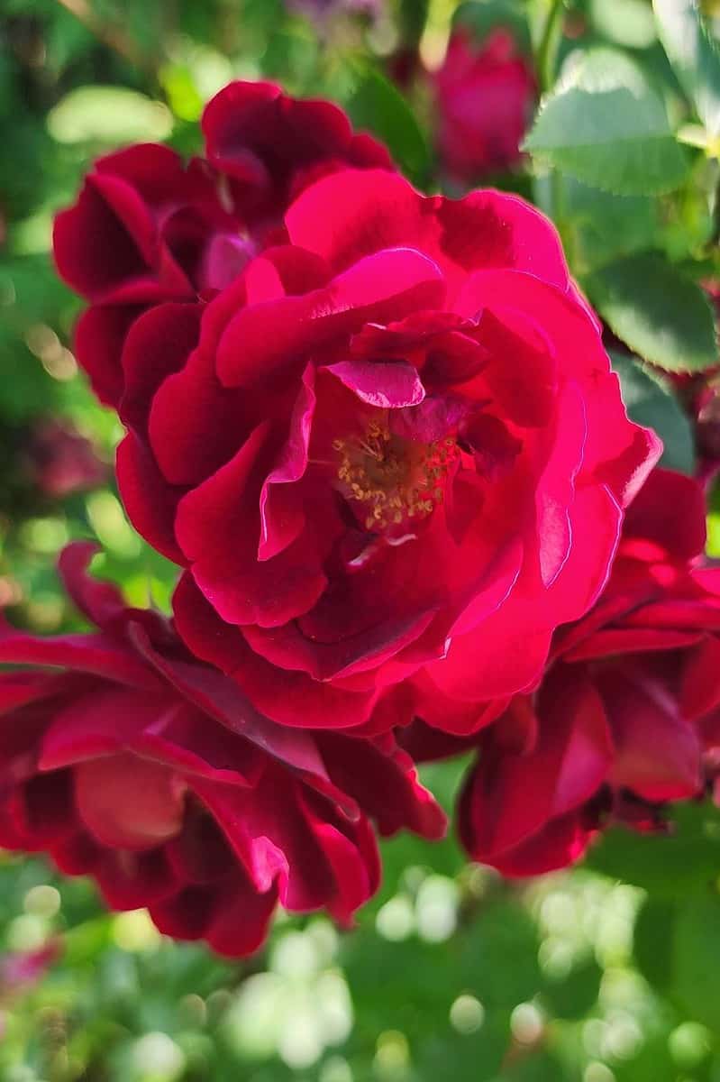 Rose blossoms