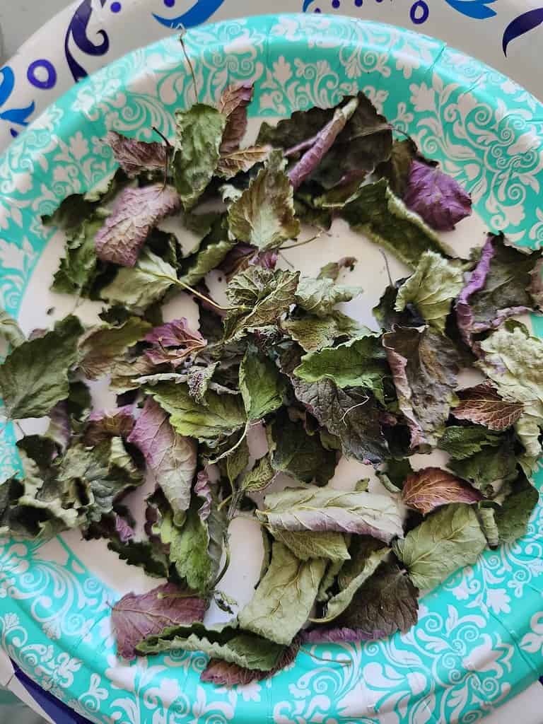 Dried lemon balm leaves