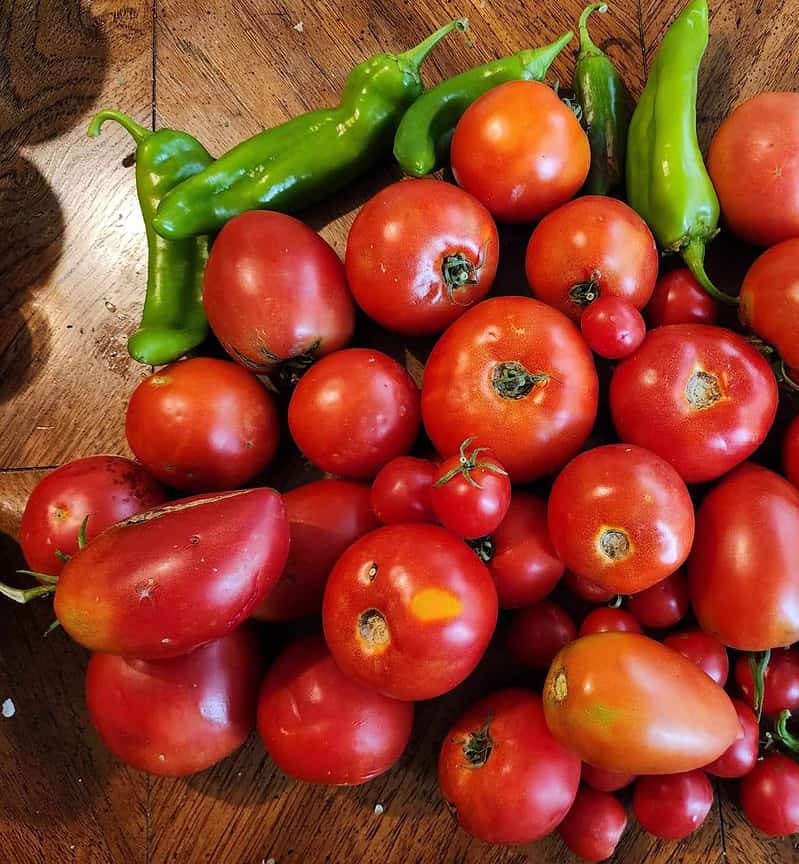 tomatoes