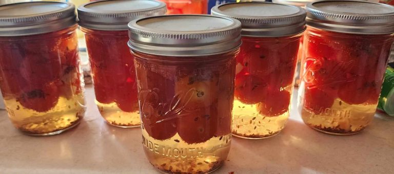 Jars of Pickled Cherry tomatoes