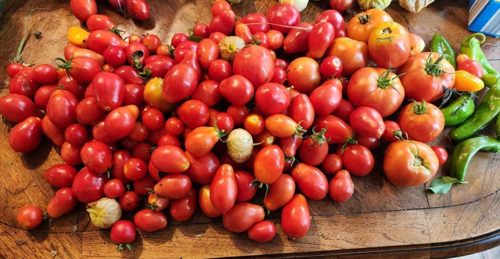 Garden harvest of tomatoes for freezing tomatoes