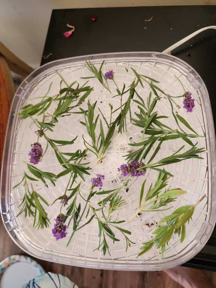 lavender on the dehydrator