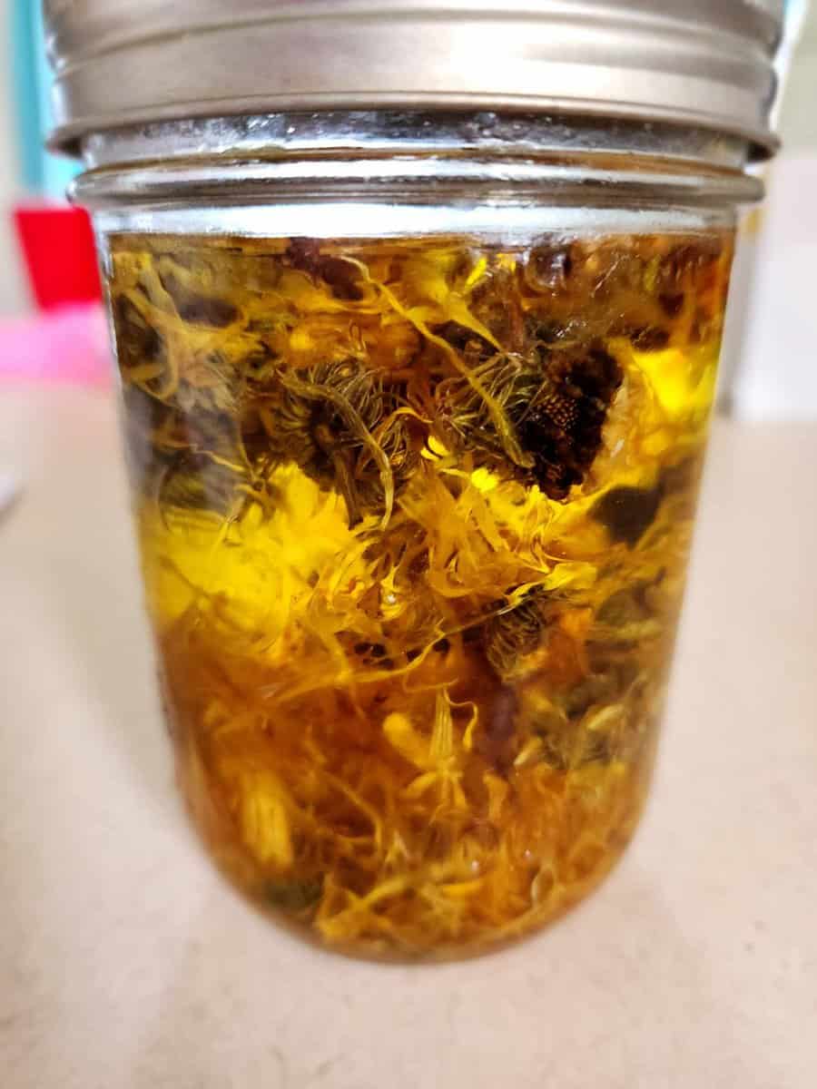 calendula infused oil for calendula lotion bars