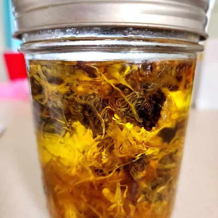 calendula infused oil for calendula salve