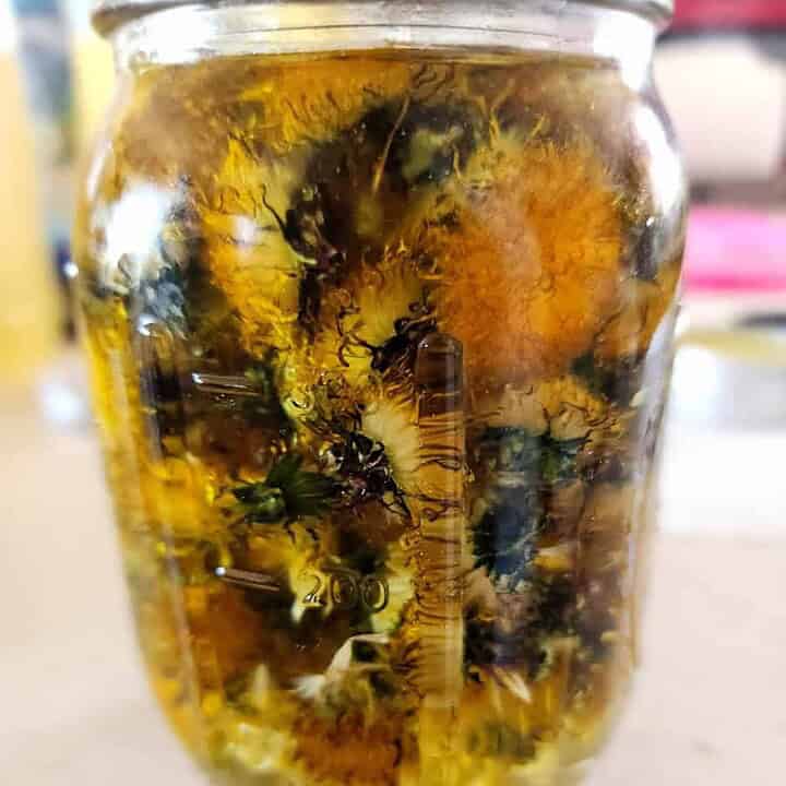 dandelion infused oil to make dandelion lotion bars