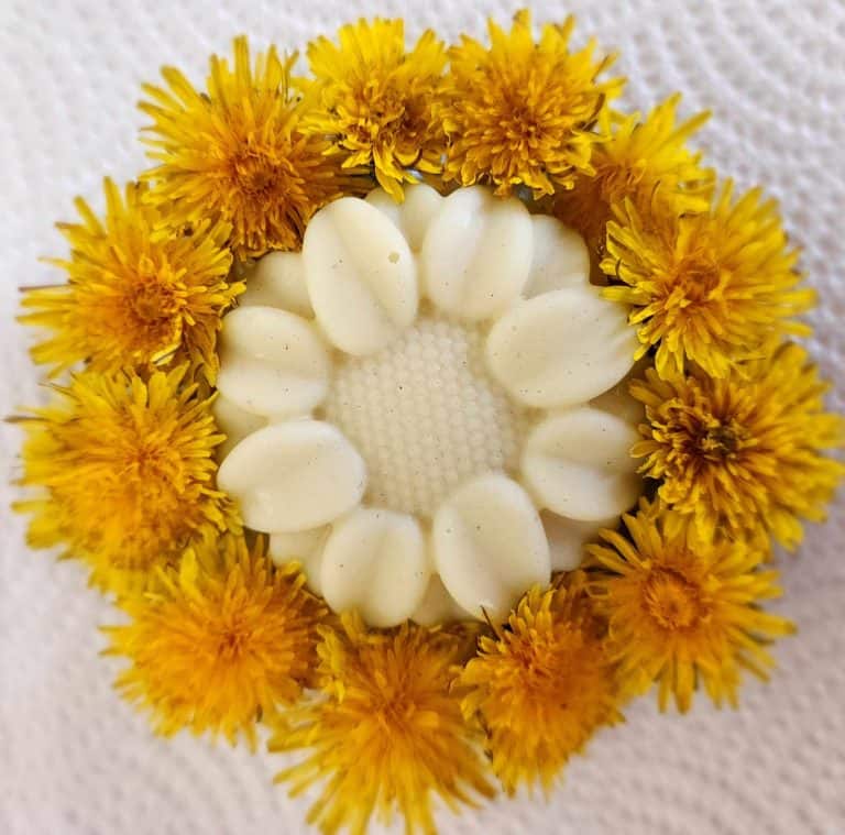 dandelion lotion bar with dandelions