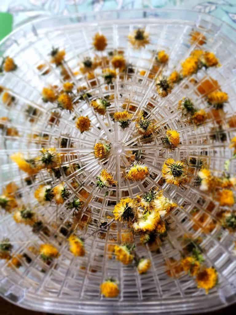 dried dandelions in a dehydrator for dandelion salve
