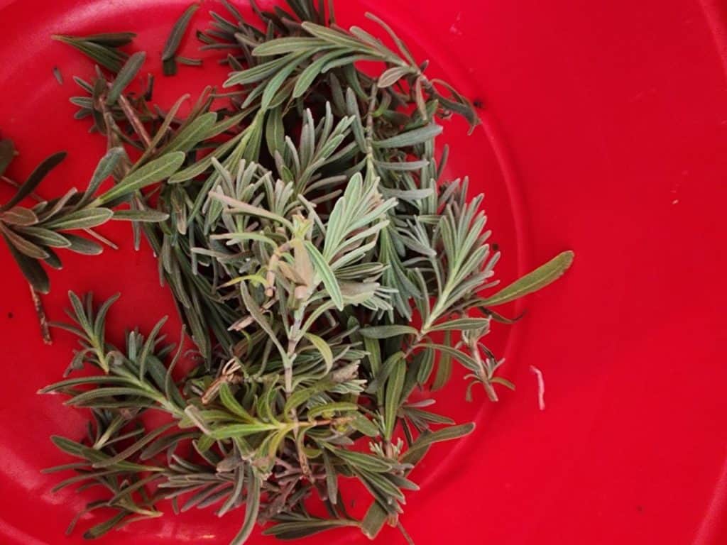 Rosemary leaves in a bowl for rosemary salve