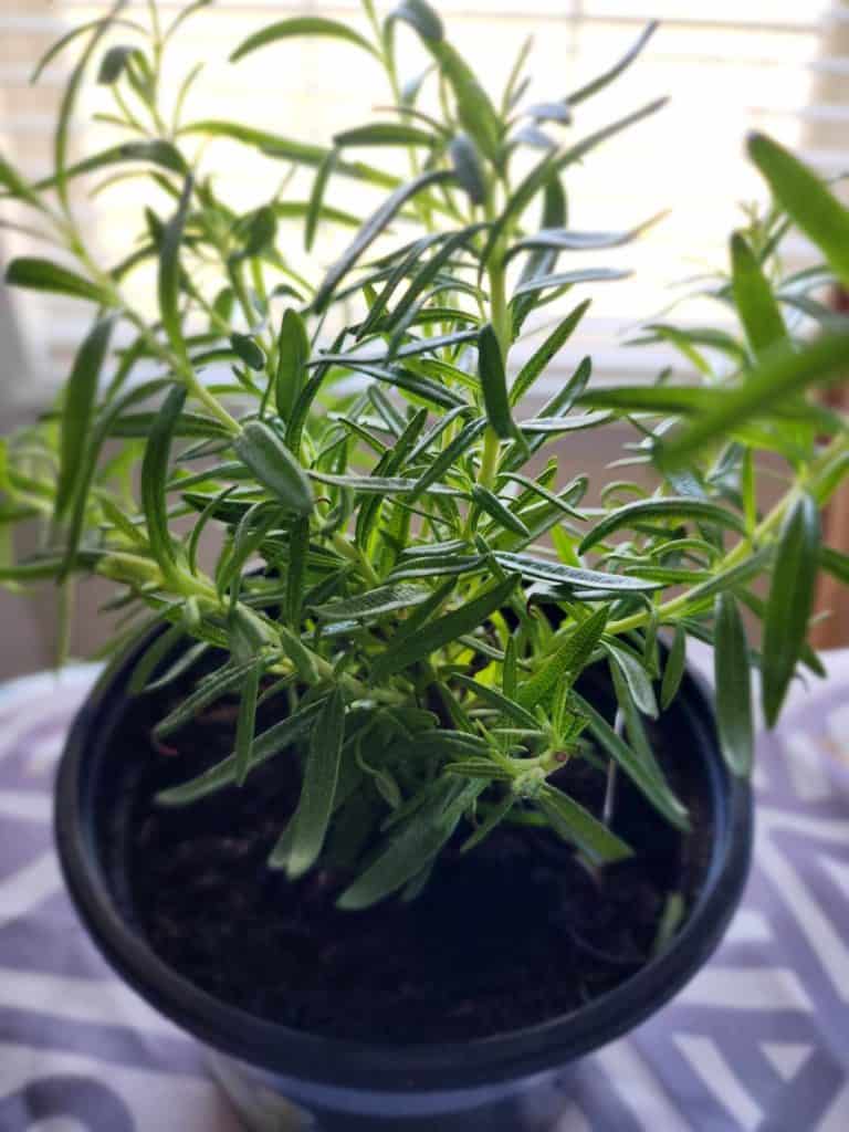 rosemary plant close up for rosemary lotion bar