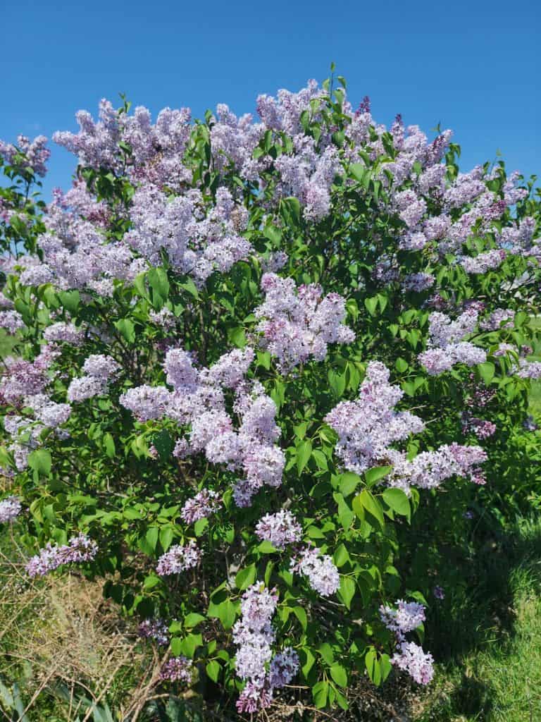 lilac bush
