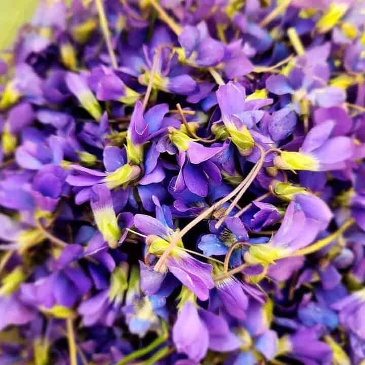 violets picked to make violet jelly