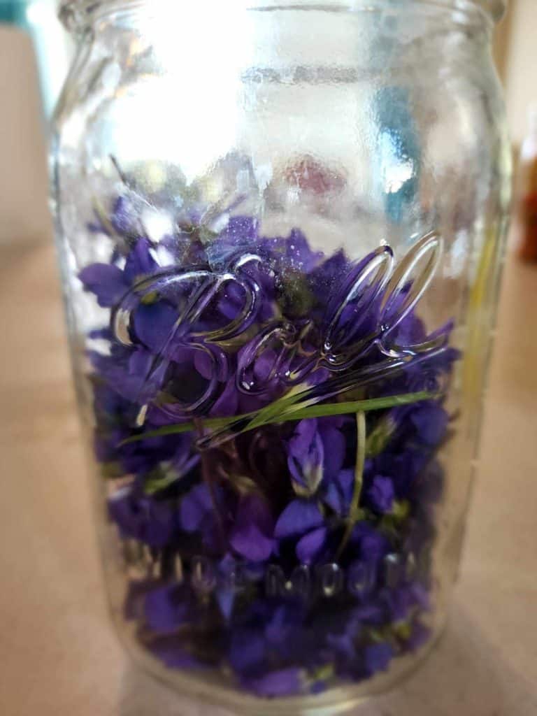 violets added to jar to make violet jelly