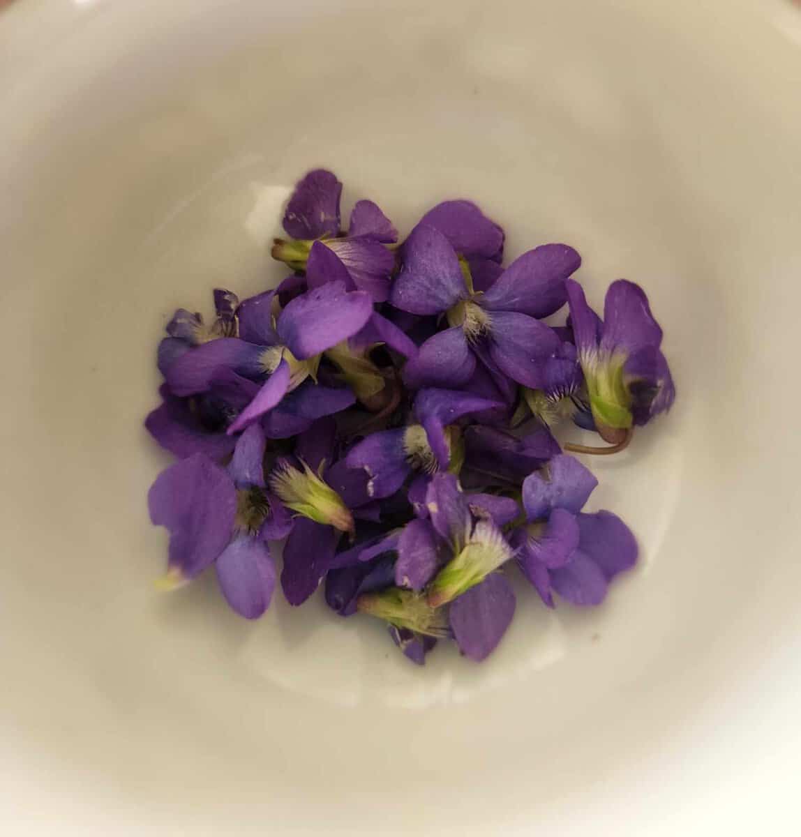 violets added to a tea cup for violet tea