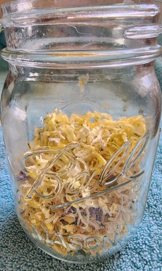 Dried honeysuckle added to a jar for honeysuckle salve