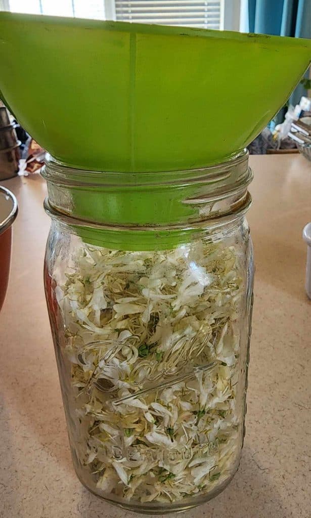putting honeysuckle flowers in quart jar for honeysuckle jelly