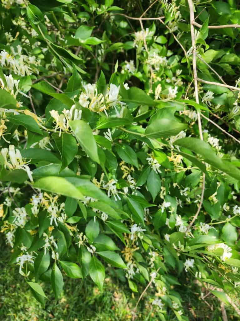 honeysuckle bush for honeysuckle jelly