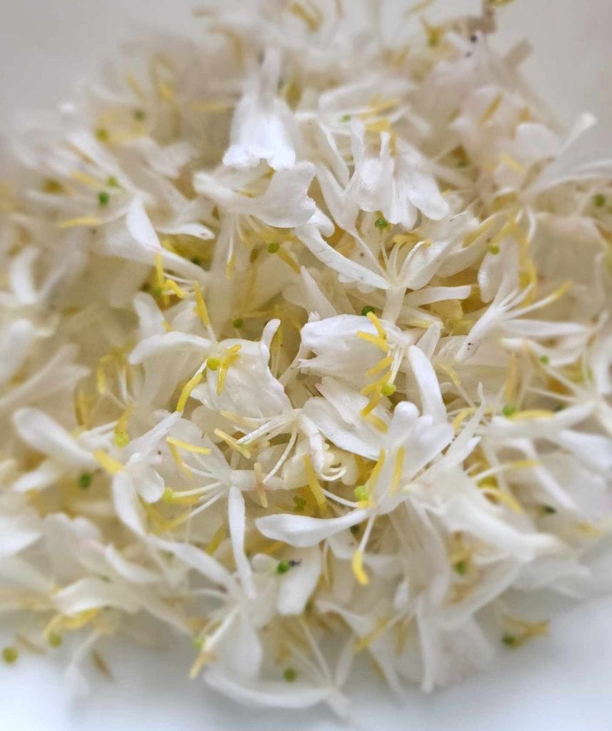 honeysuckle flowers in a bowl for honeysuckle tea