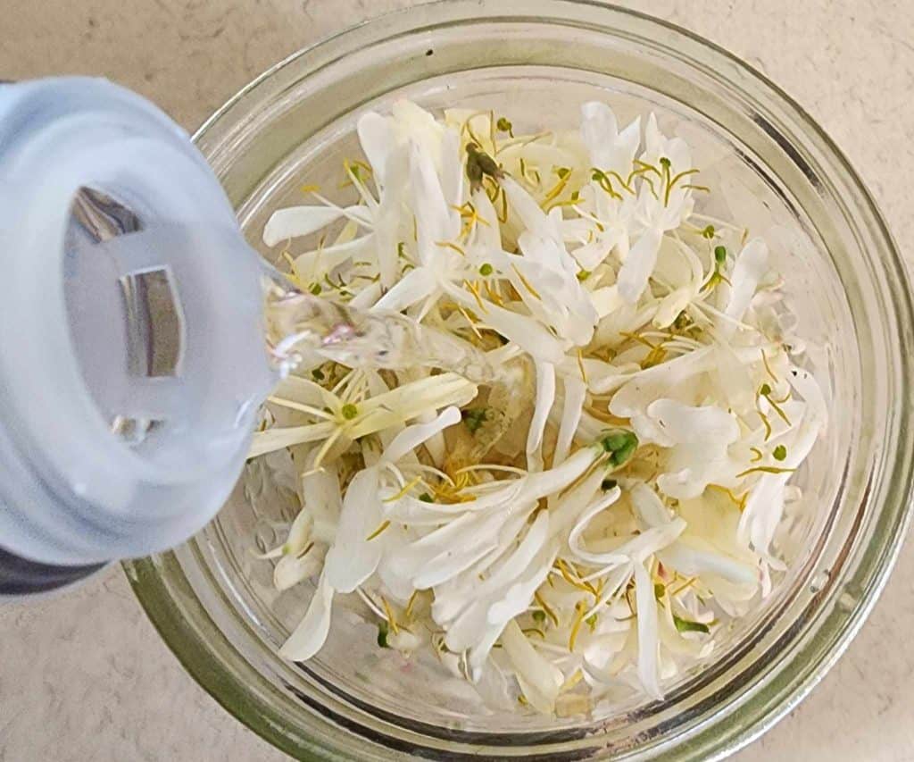 Adding vodka to honeysuckle flowers for honeysuckle tincture