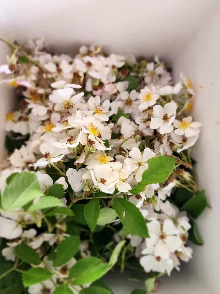 Cooler filled with small branches of wild roses