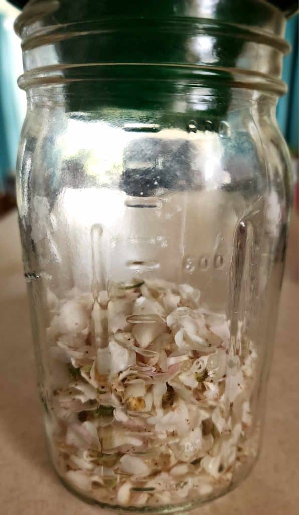 wild rose petals in a quart jar to make wild rose jelly
