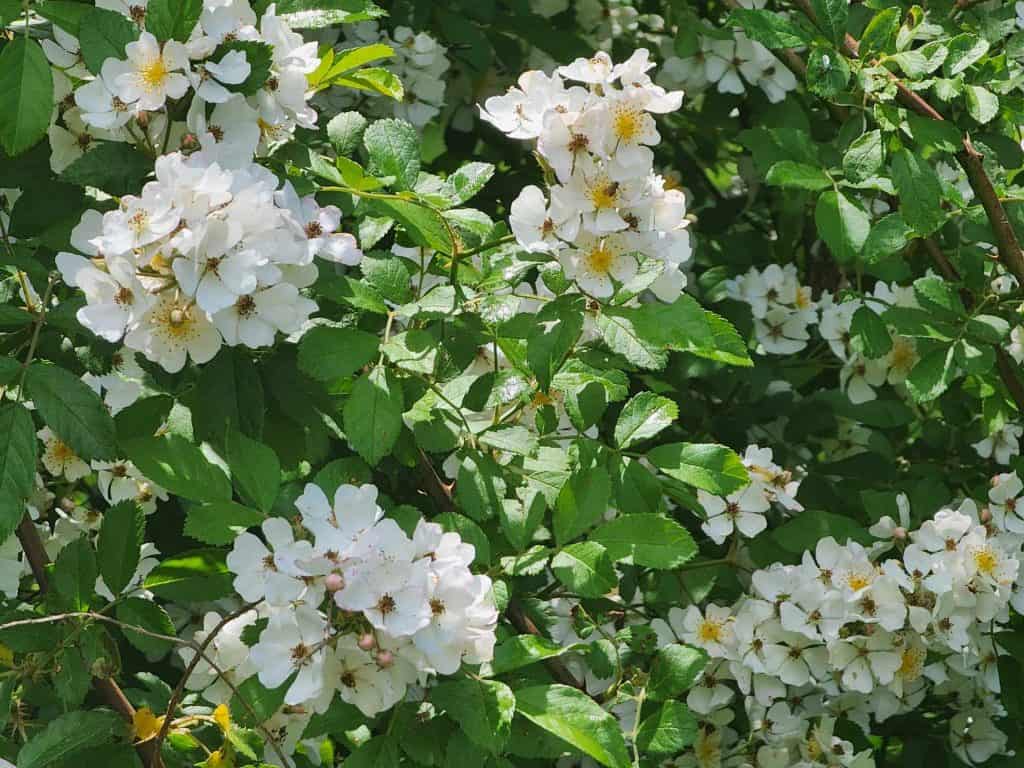 wild rose flowers