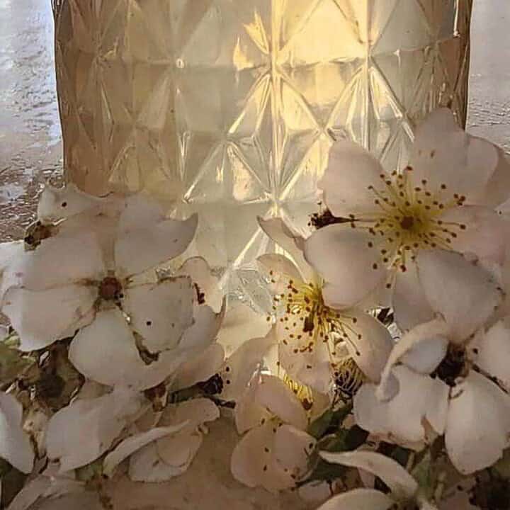 wild rose jelly with flowers