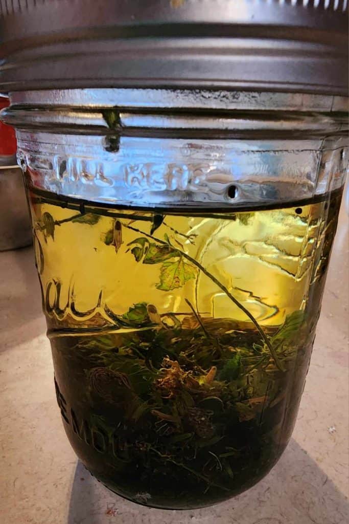 catnip infused oil for making catnip lotion bars
