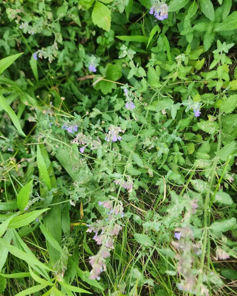 picture of catnip in my garden for catnip lotion bars