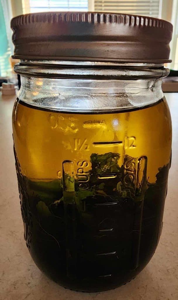 lemon balm infused oil for lemon balm salve
