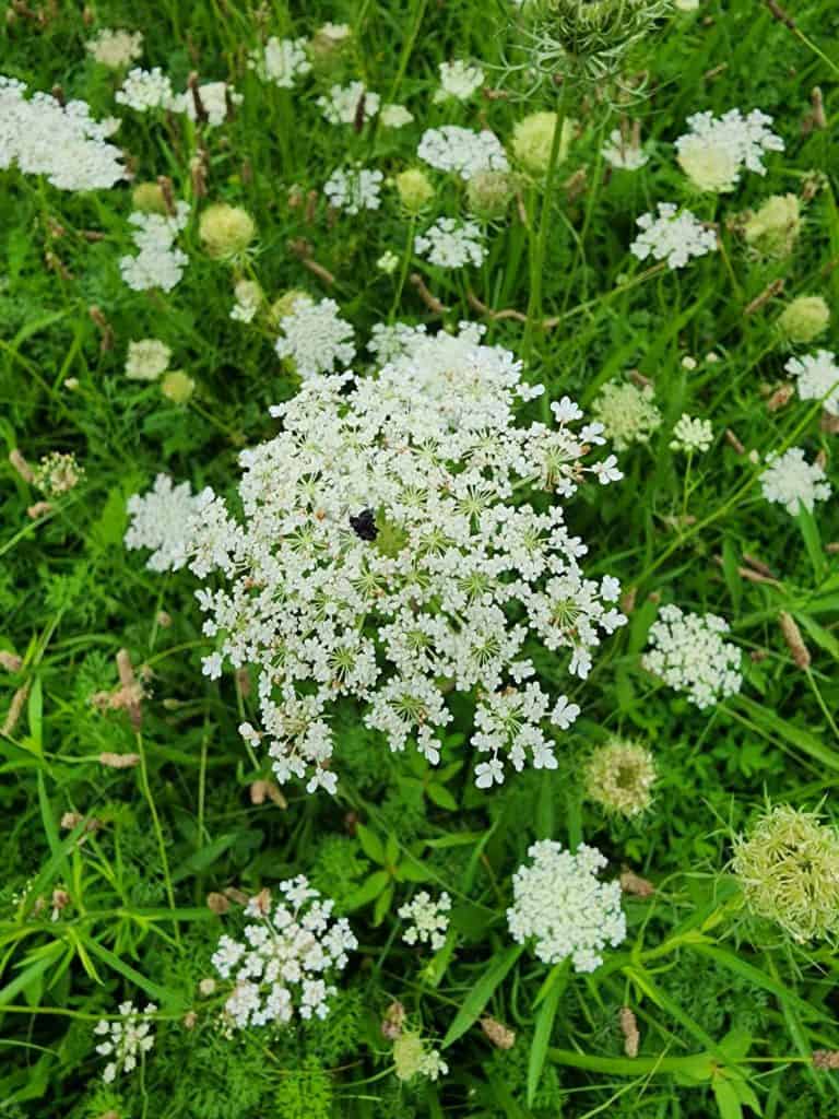 Dark flower in middle of Queen Anne's Lace.