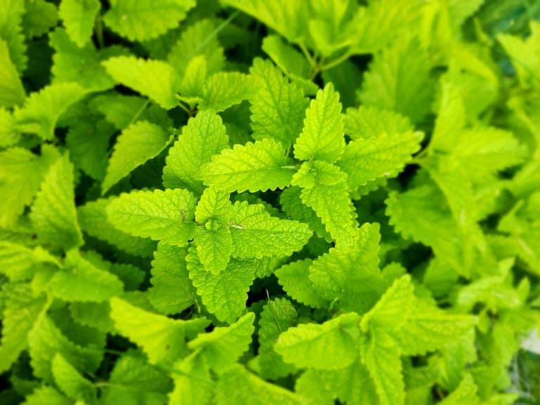 close up of lemon balm growing in garden