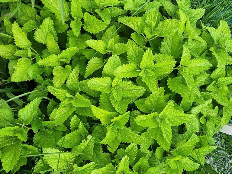 lemon balm growing
