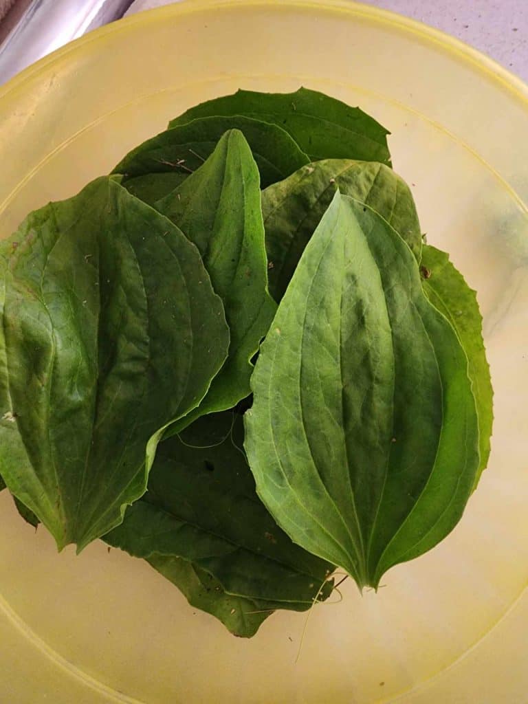 plantain leaves for calendula and plantain salve