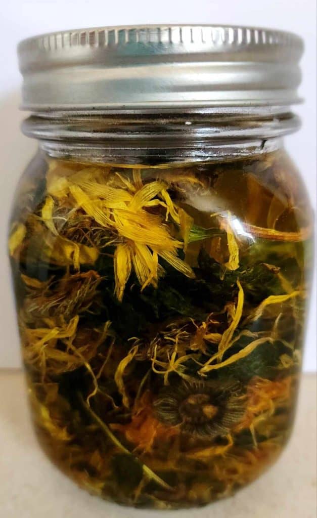 calendula and plantain infused oil for salve
