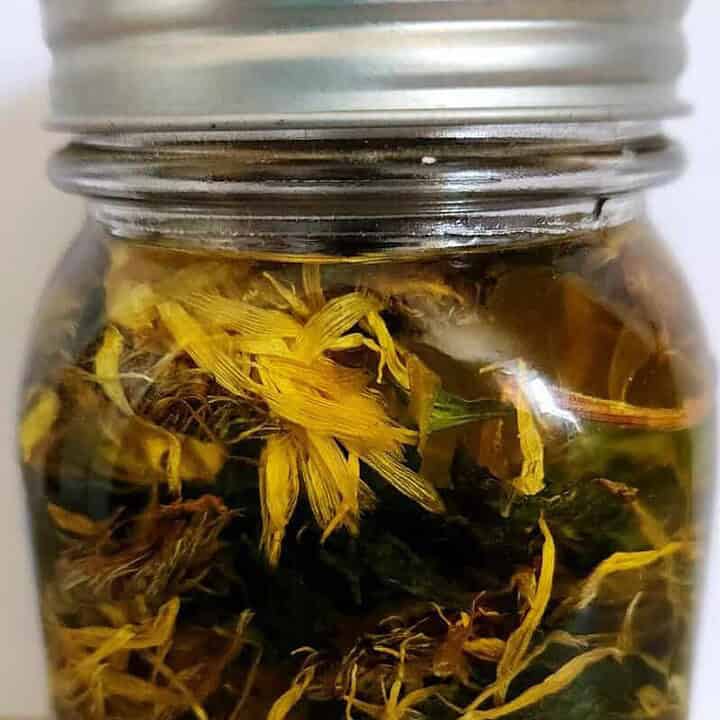 calendula and plantain infused oil for salve