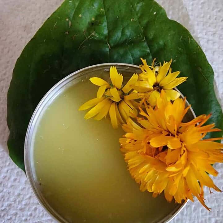 calendula plantain salve
