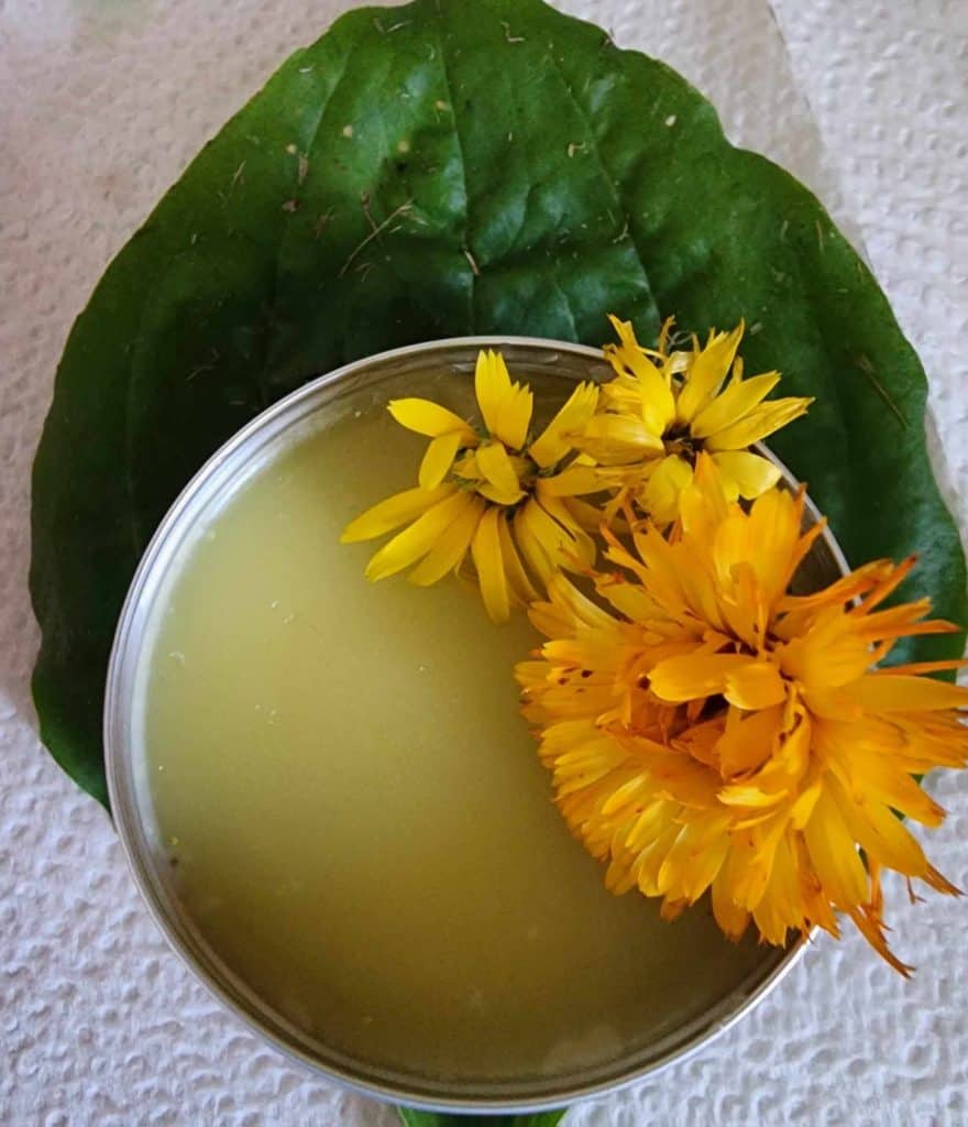 calendula plantain salve