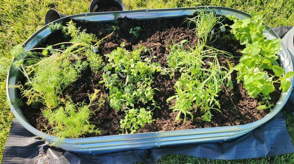 herb garden for herb salt