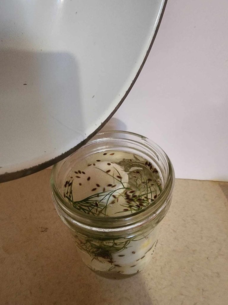 Pouring brine over eggs to make dill pickled eggs.