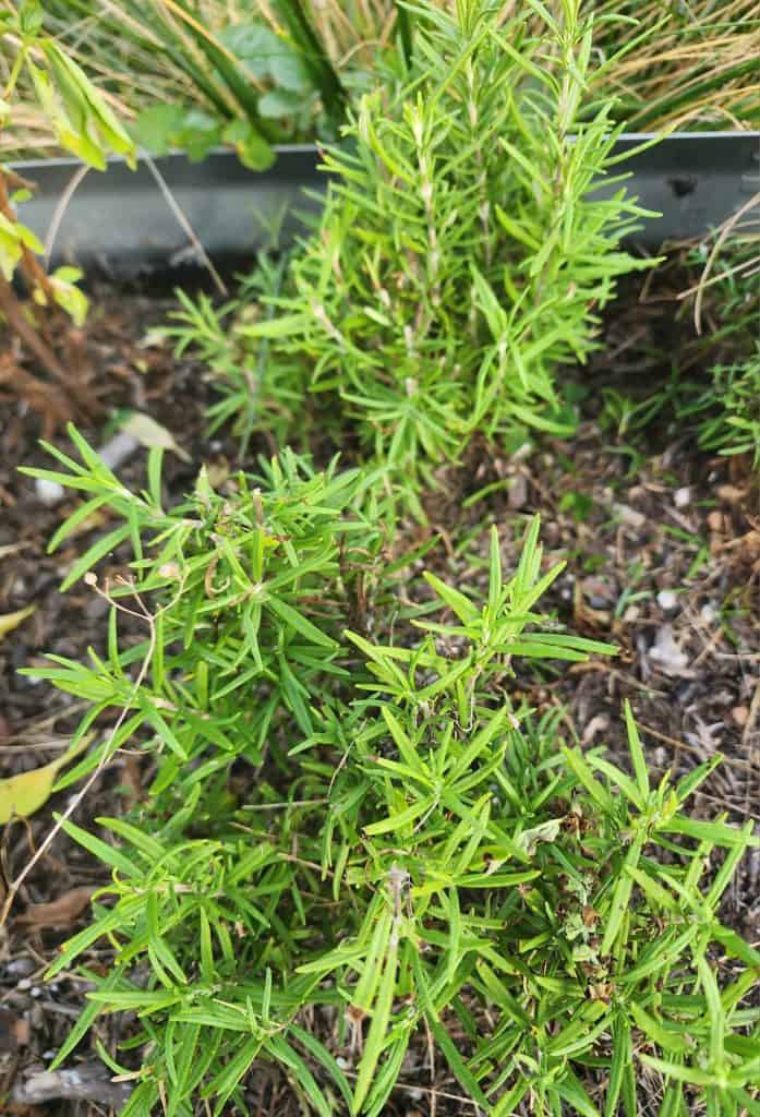 rosemary in herb garden for sage and rosemary salve