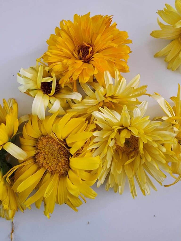 calendula flowers