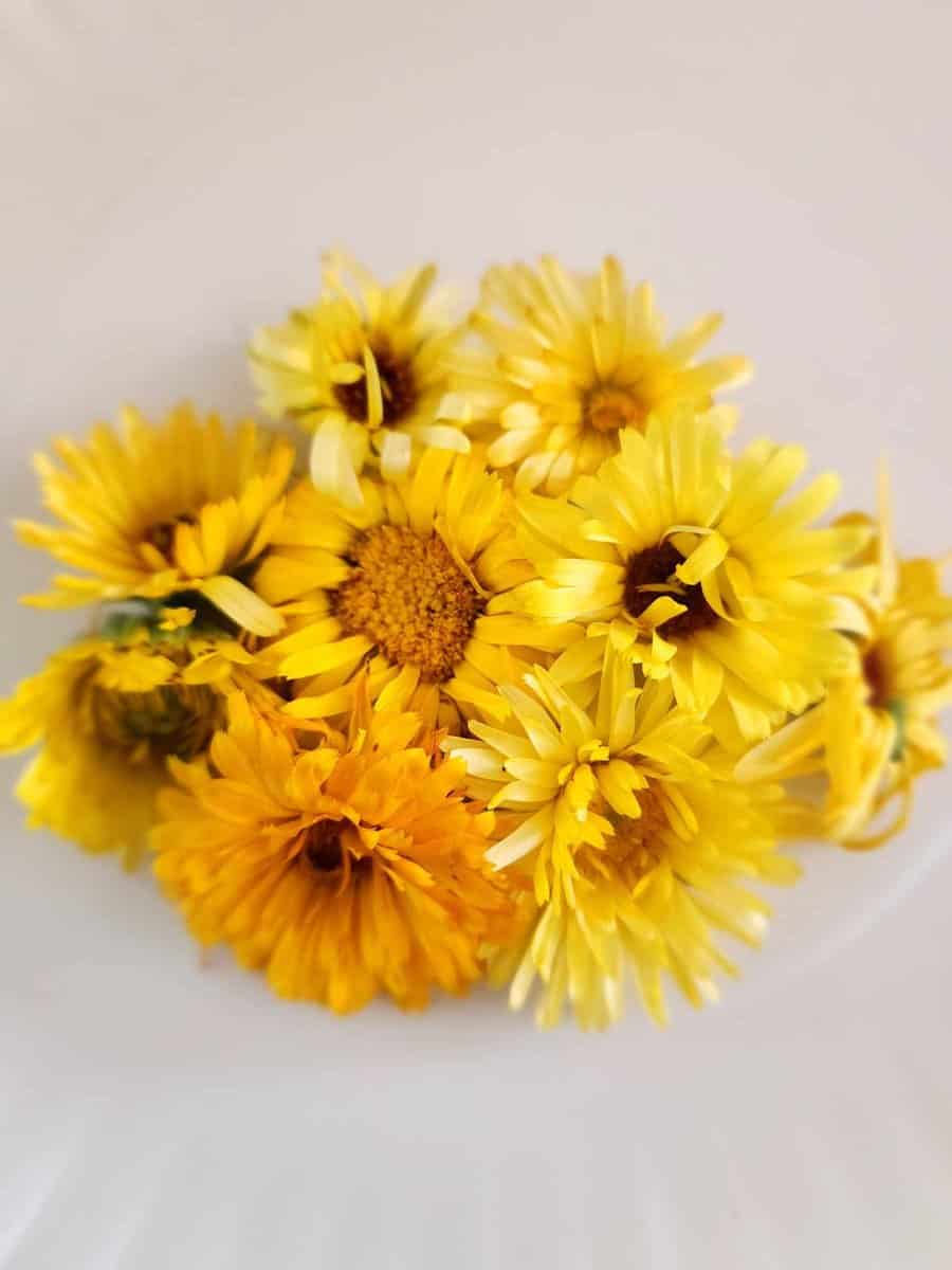 my calendula flowers