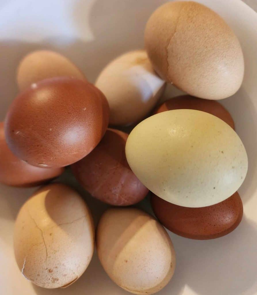Hard boiled eggs from my chickens