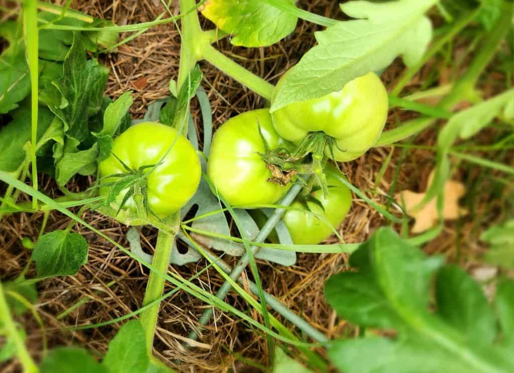 green tomatoes for green tomato BBQ sauce