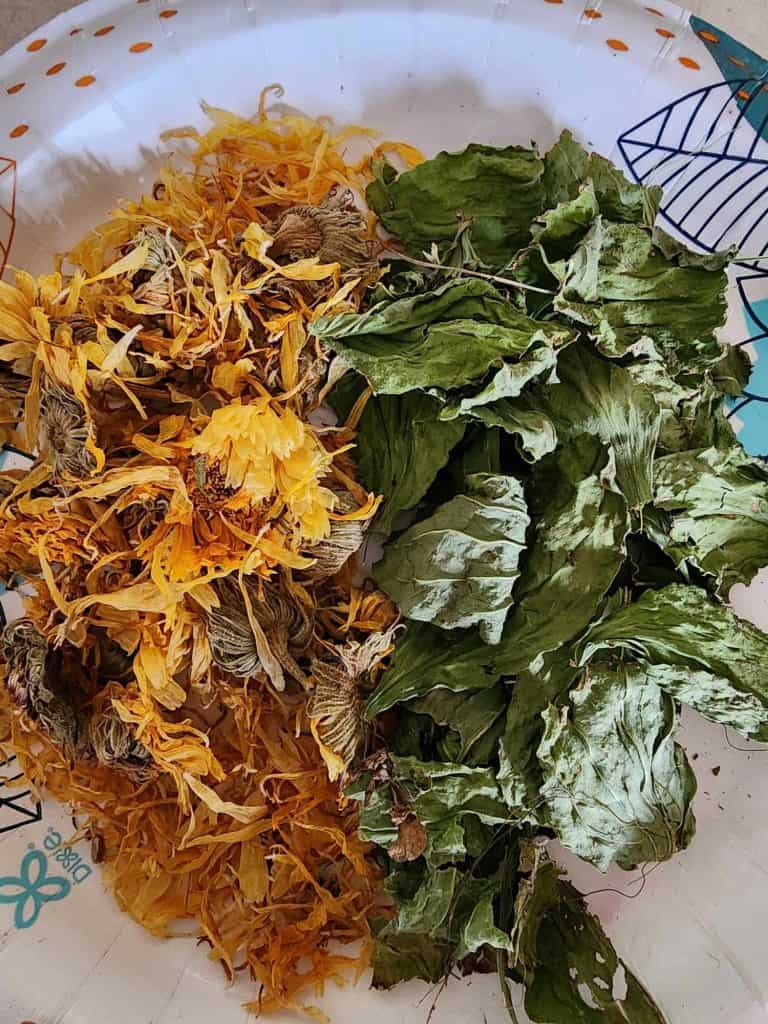 dried calendula and plantain for salve