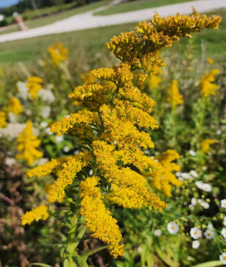Goldenrod flowers to make goldenrod salve