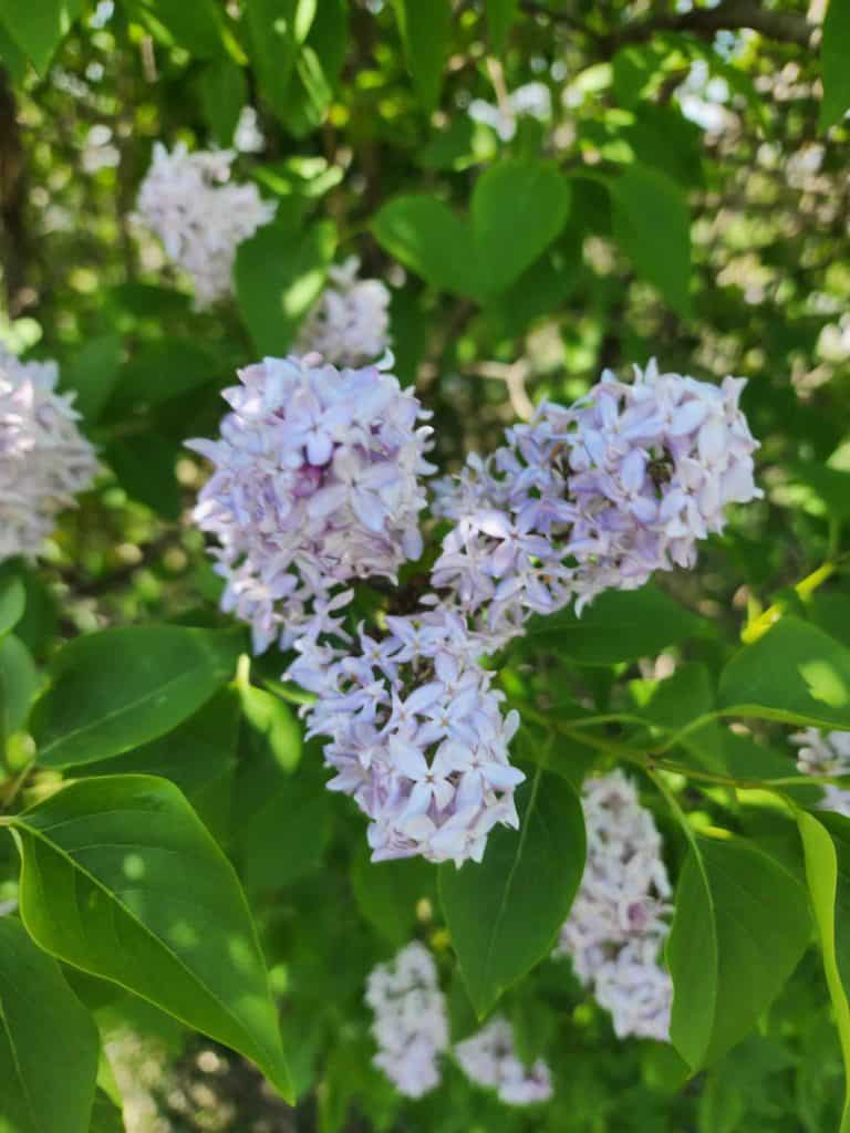 lilac blossoms